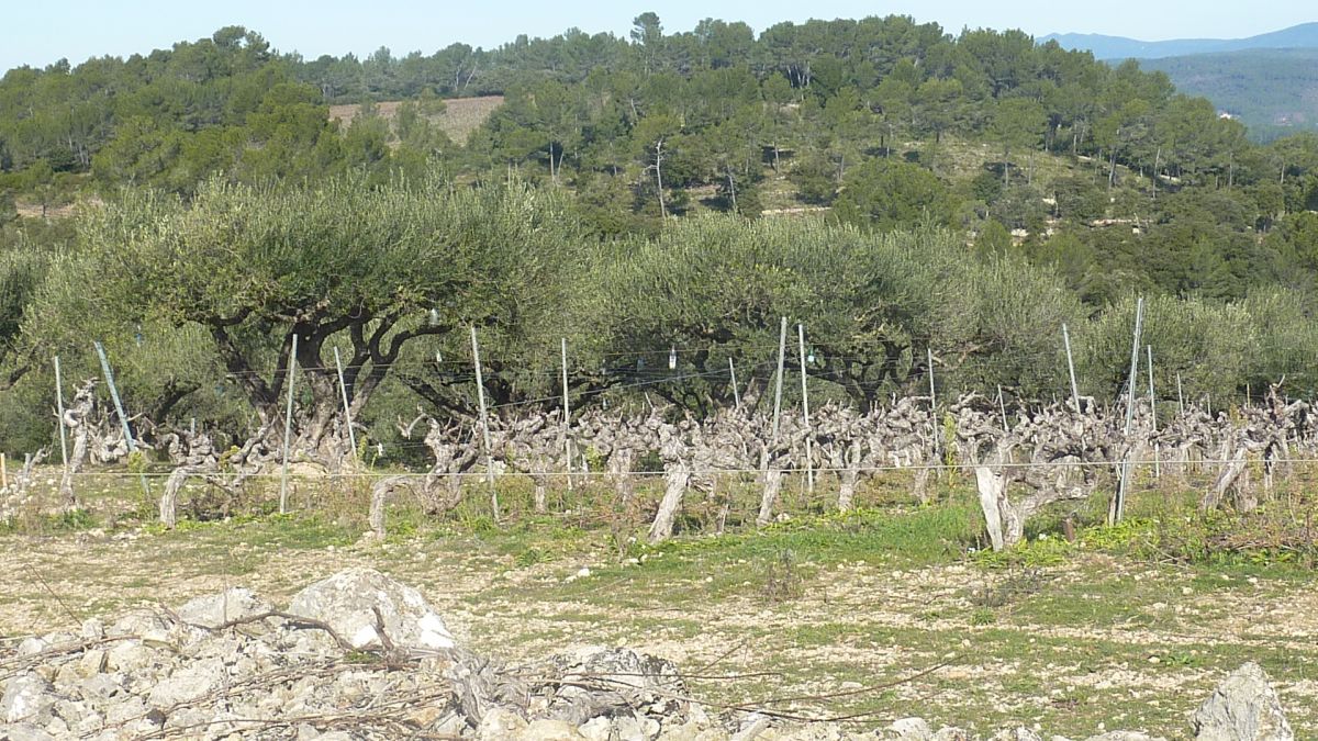 Le Thoronet, le Moutas