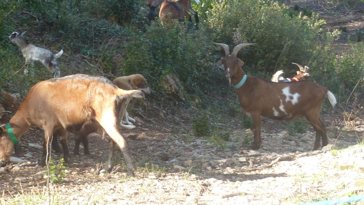 Le Thoronet, le Moutas