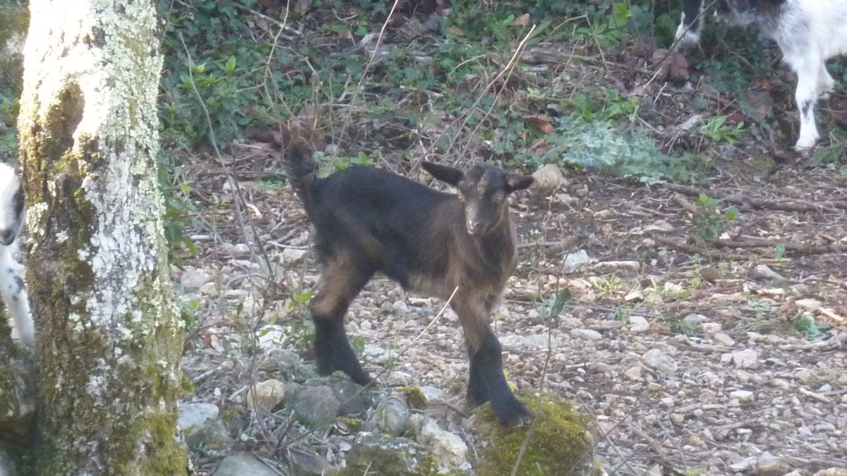 Le Thoronet, le Moutas