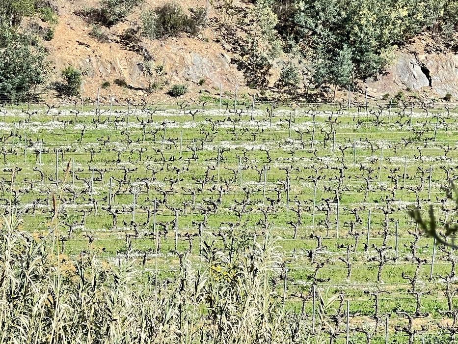 Les Borrels, font de la Truie