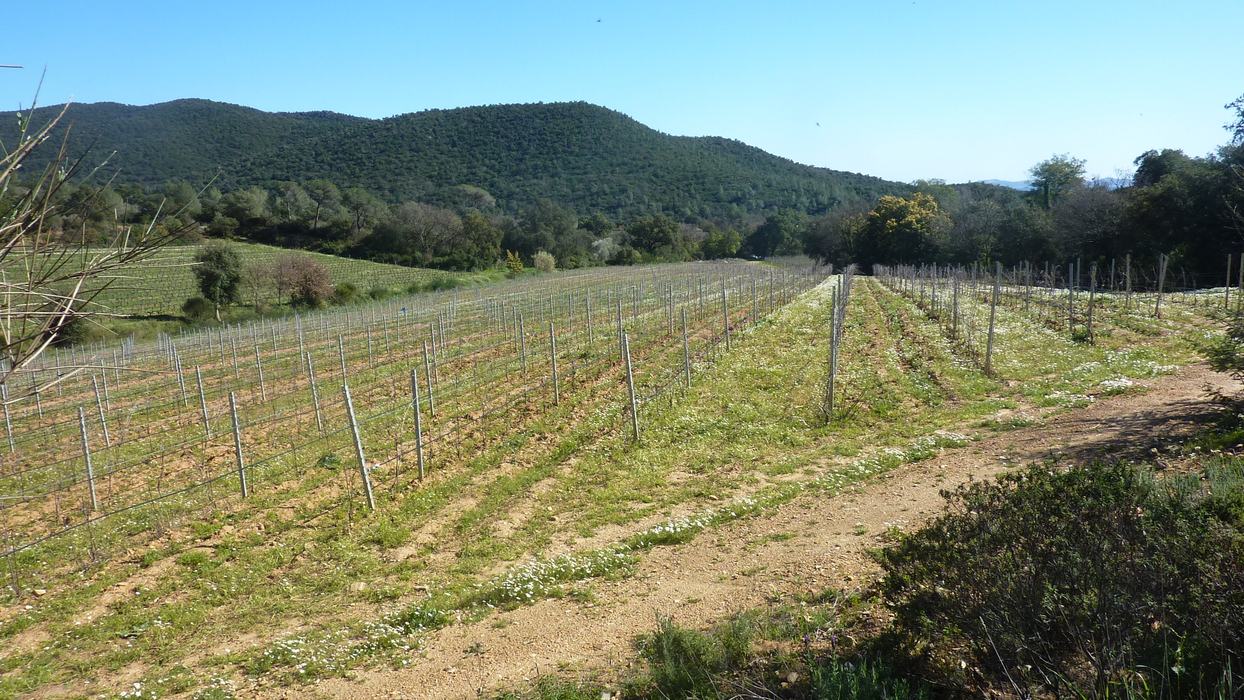 Les Borrels, font de la Truie