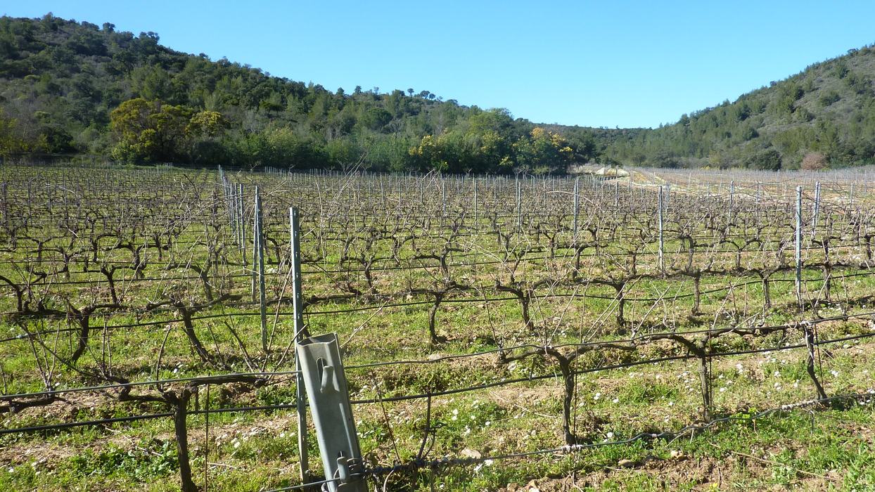 Les Borrels, font de la Truie