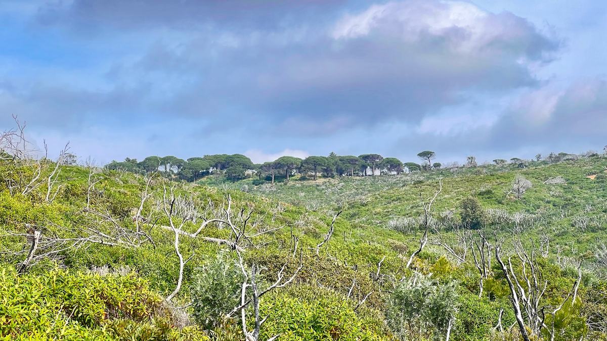 La Croix-Valmer, Cap Lardier