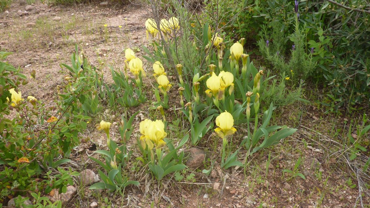 Les Mayons, les Escarcets