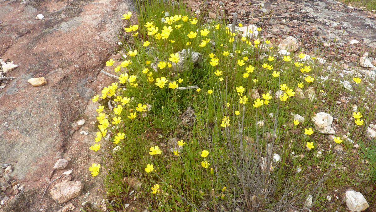 Les Mayons, les Escarcets