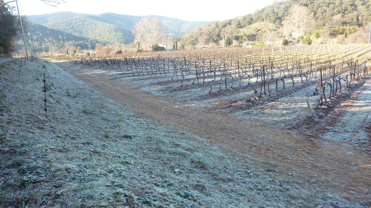 Pignans, les Ginestes