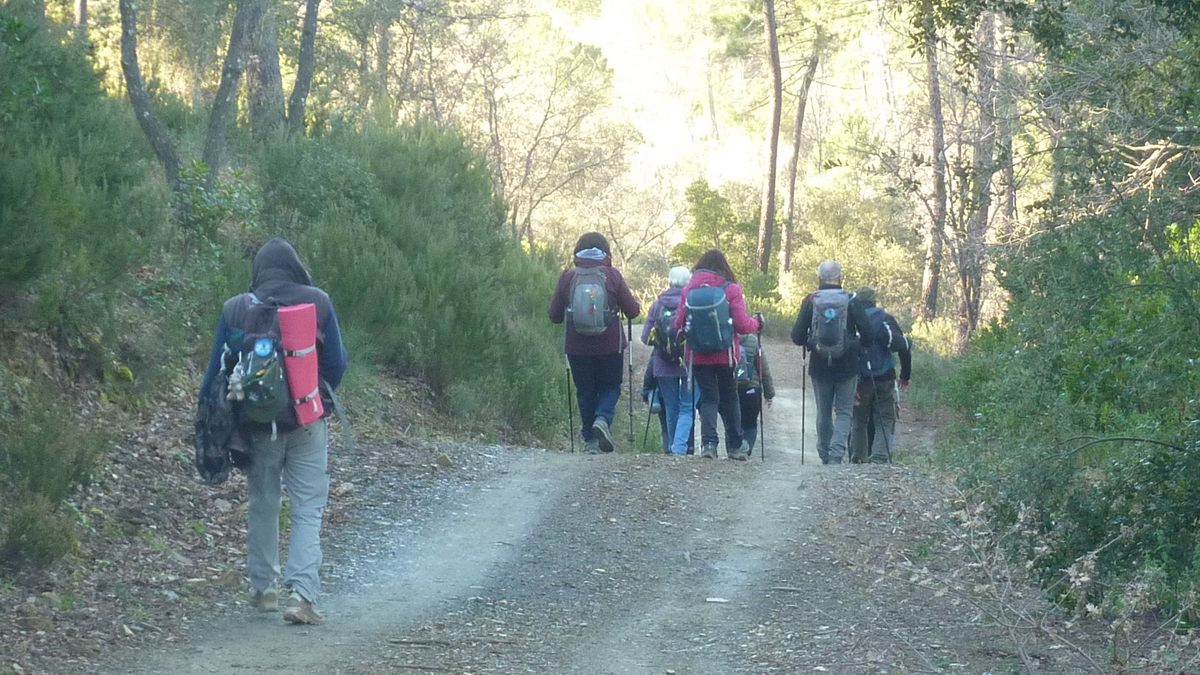 Pignans, les Ginestes
