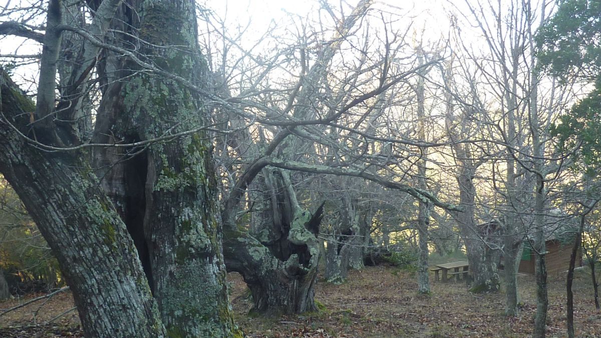 Collobrières, menhirs de Lambert