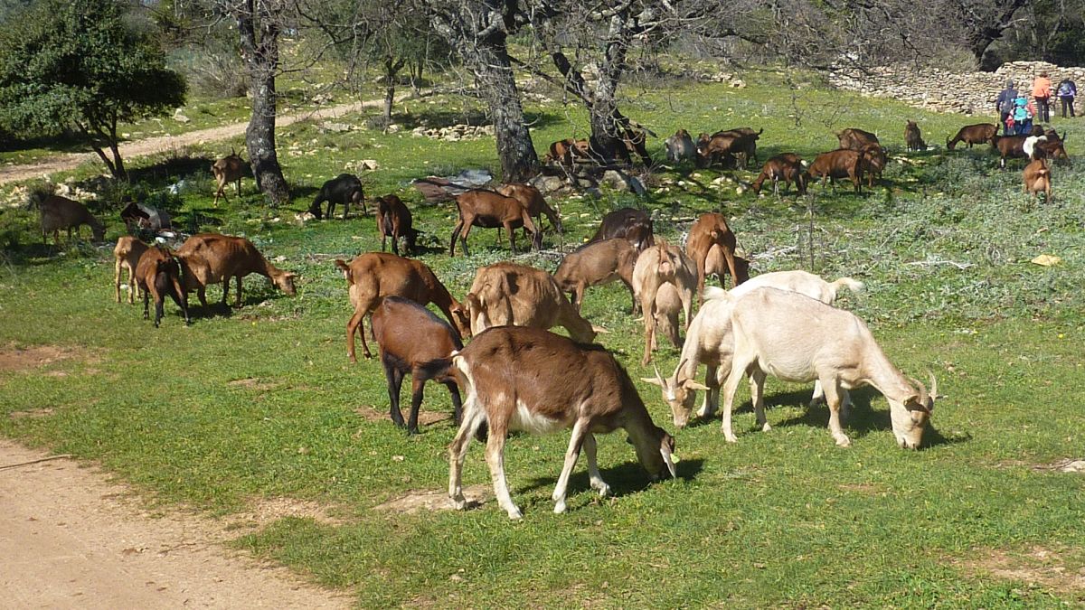 Belgentiers, le camp Broquier