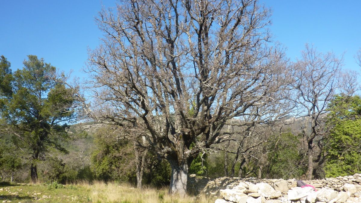 Belgentiers, le camp Broquier