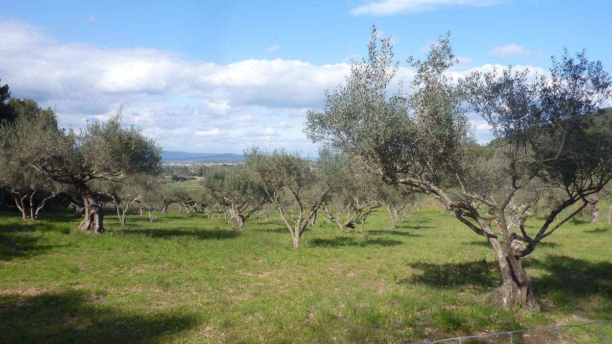 La Moutonne