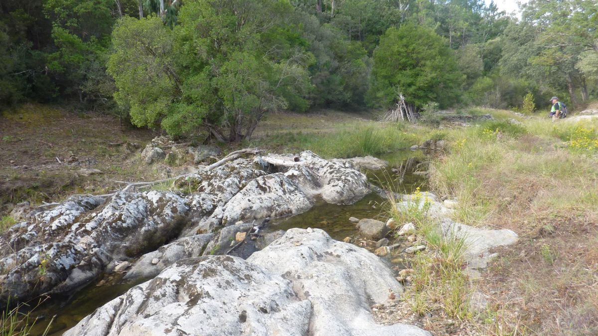 Forêt du Dom, les Caunes