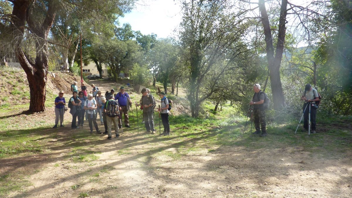 Forêt du Dom, les Caunes