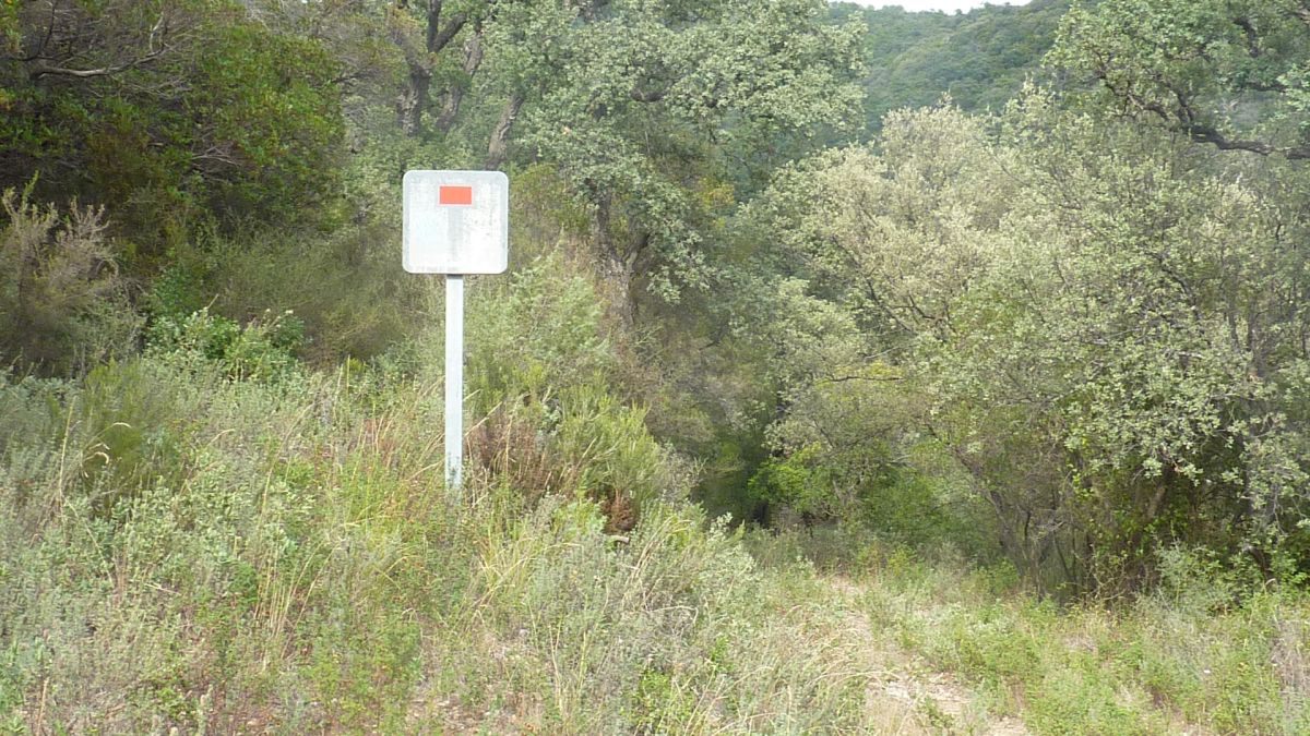 Forêt du Dom, les Caunes