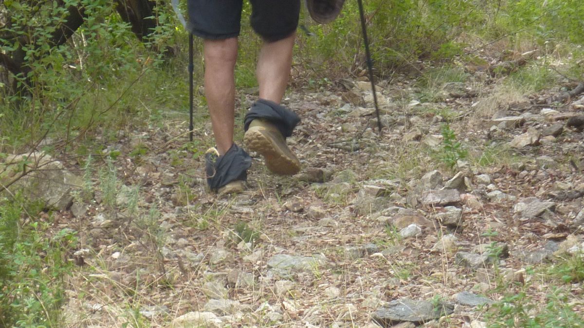 Forêt du Dom, les Caunes