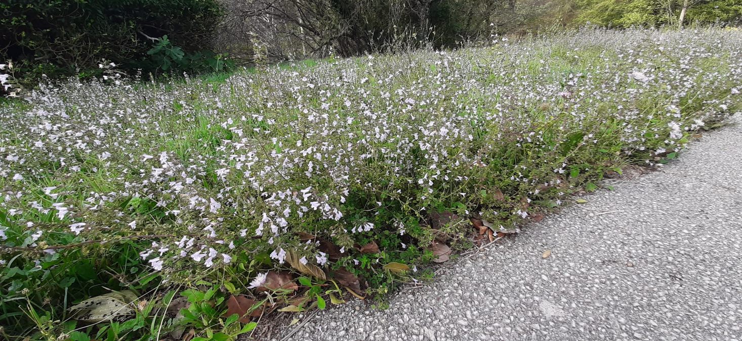 Forêt du Dom, les Caunes