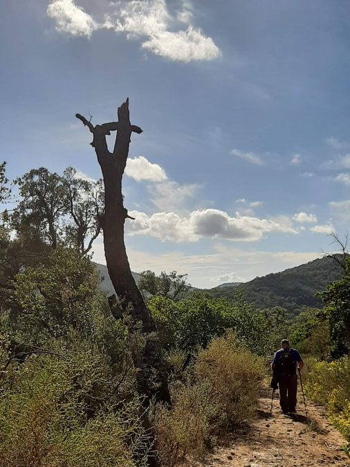 Forêt du Dom, les Caunes