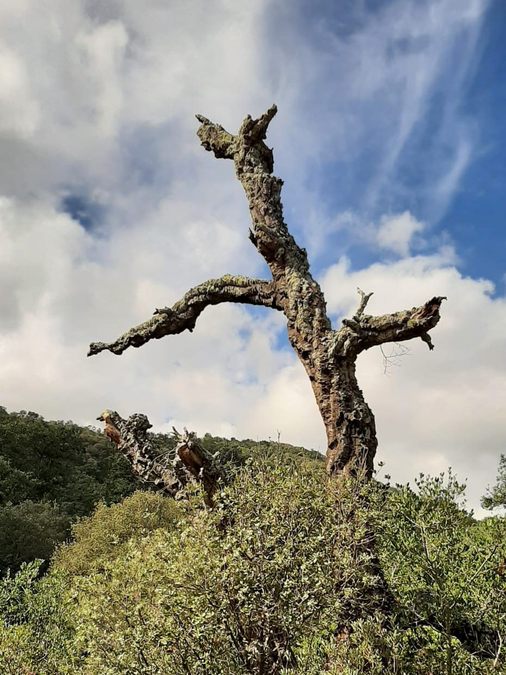 Forêt du Dom, les Caunes