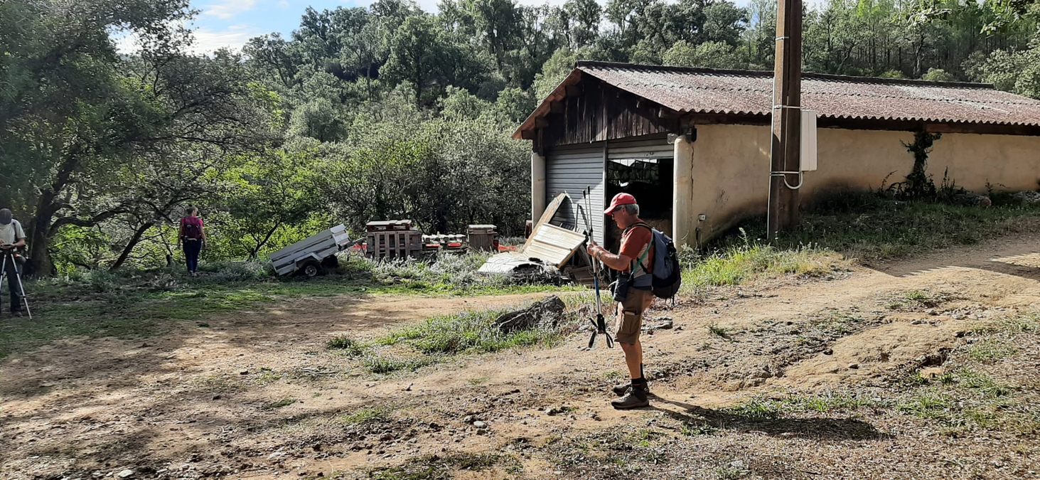 Forêt du Dom, les Caunes