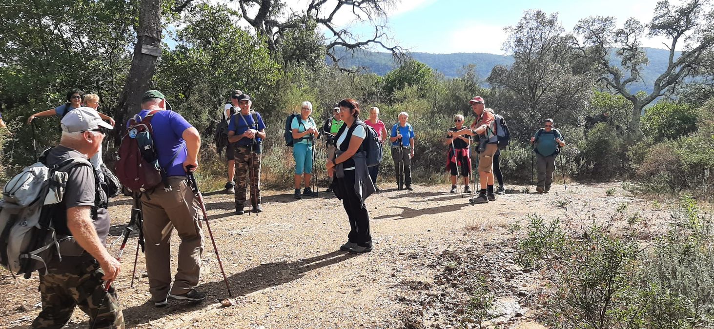 Forêt du Dom, les Caunes