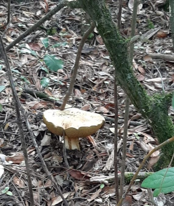 Camps la Source, vallon de Cardéou