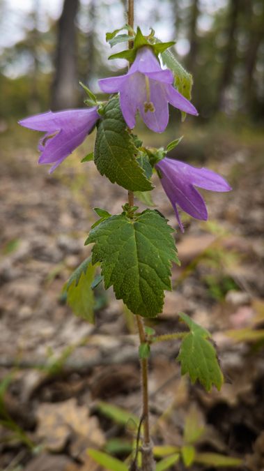 Flassans, la voie aurélienne