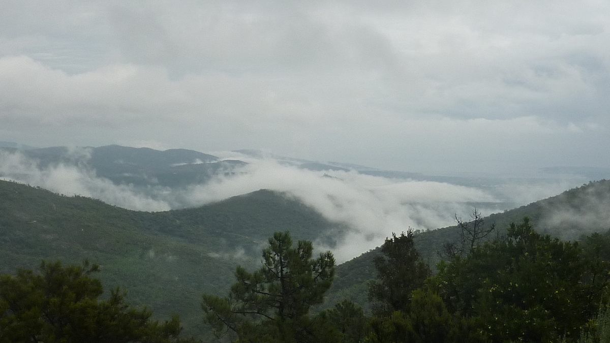 Le Laïré, champignons