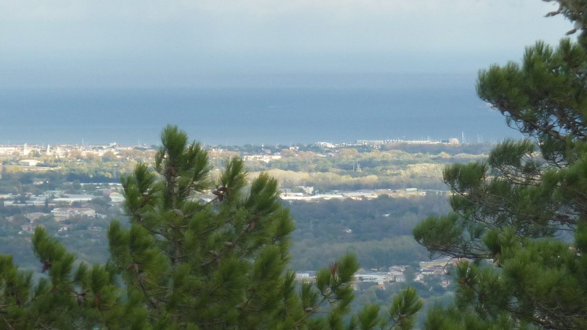 Le Laïré, champignons