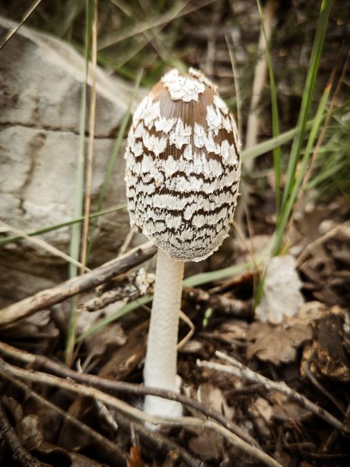 Rocbaron, Sainte Philomène