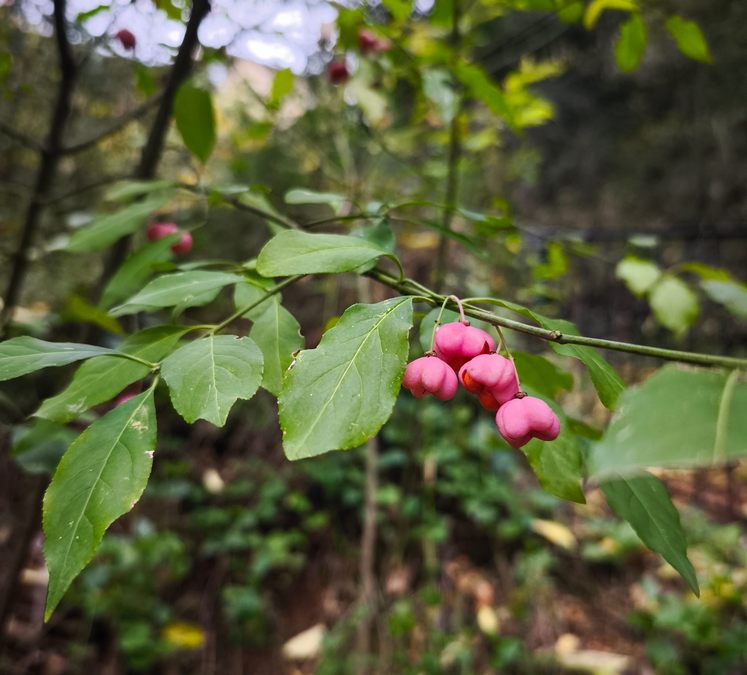 Barjols, Pontevès, les Carmes