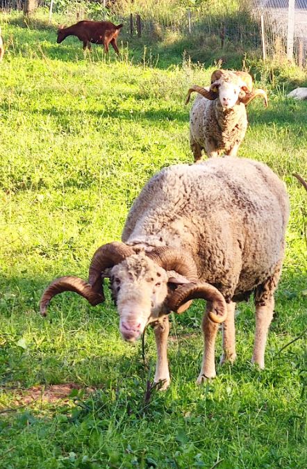 Bormes, les Janets, vallon de la Berle