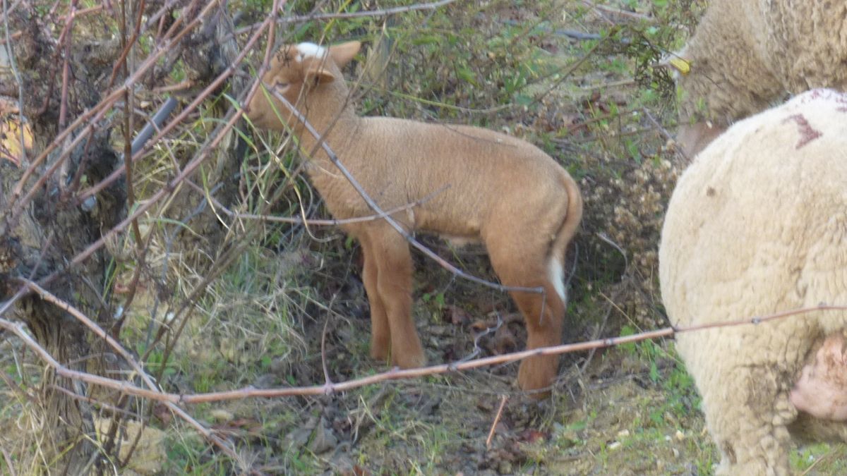 Bormes, les Janets, vallon de la Berle