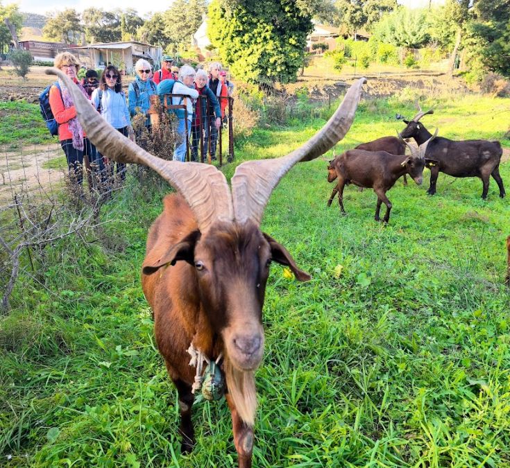 Bormes, les Janets, vallon de la Berle