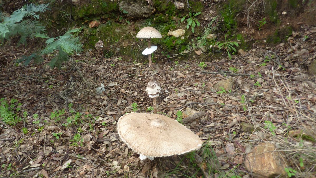 Bormes, les Janets, vallon de la Berle