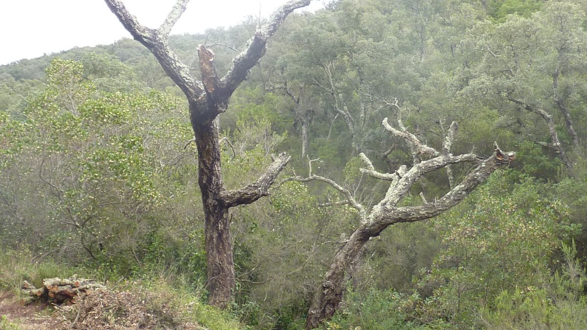 Bormes, les Janets, vallon de la Berle