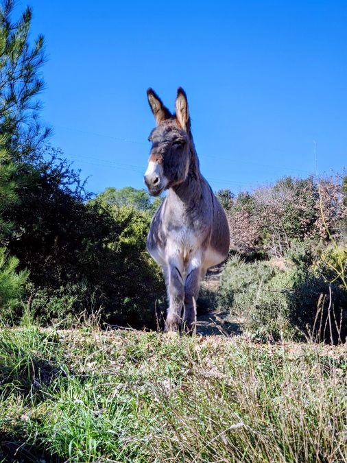 Pierrefeu, la Portanière