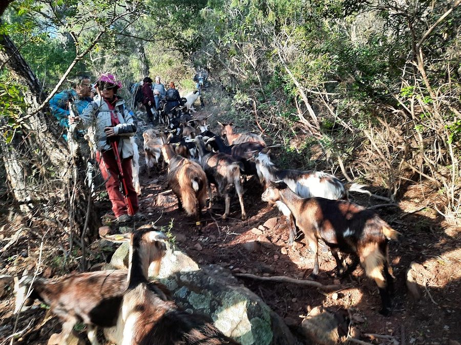 La Navarre, oppidum de la Bouisse
