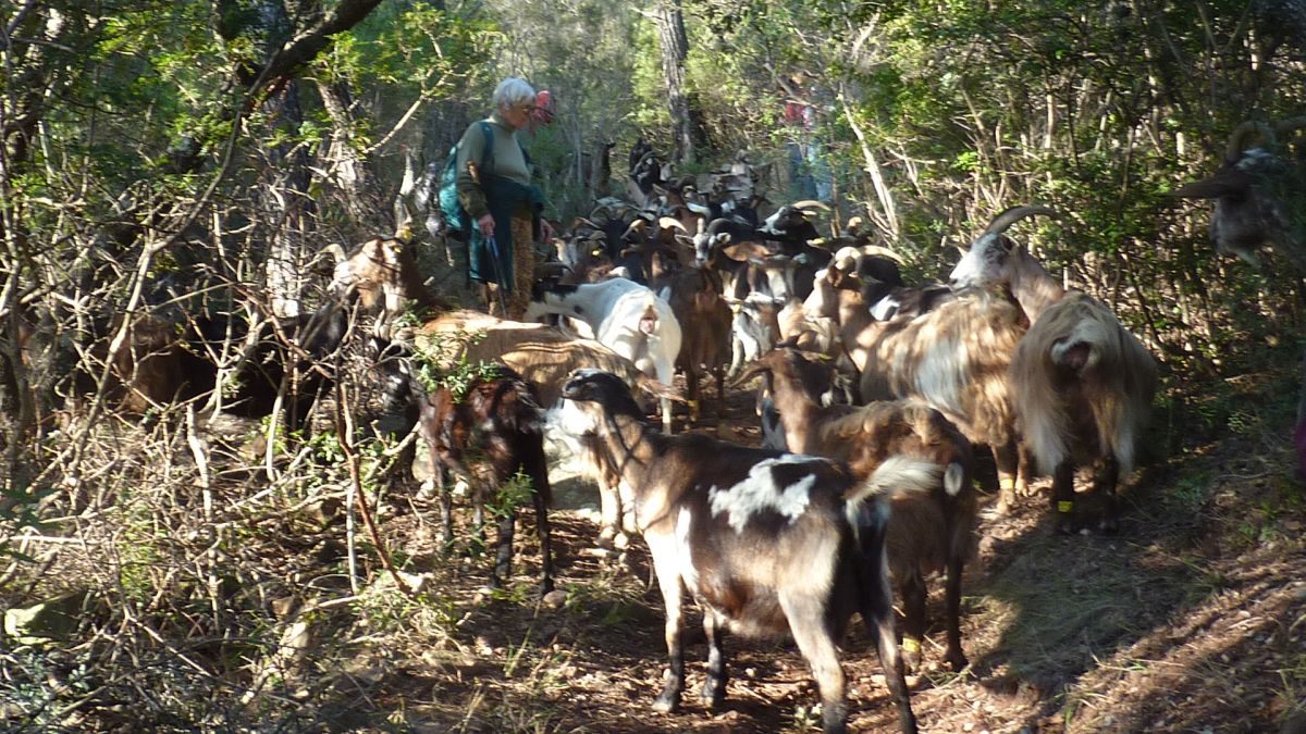 La Navarre, oppidum de la Bouisse
