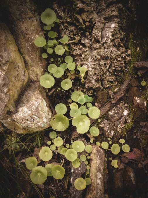 Collobrières, chartreuse de La Verne