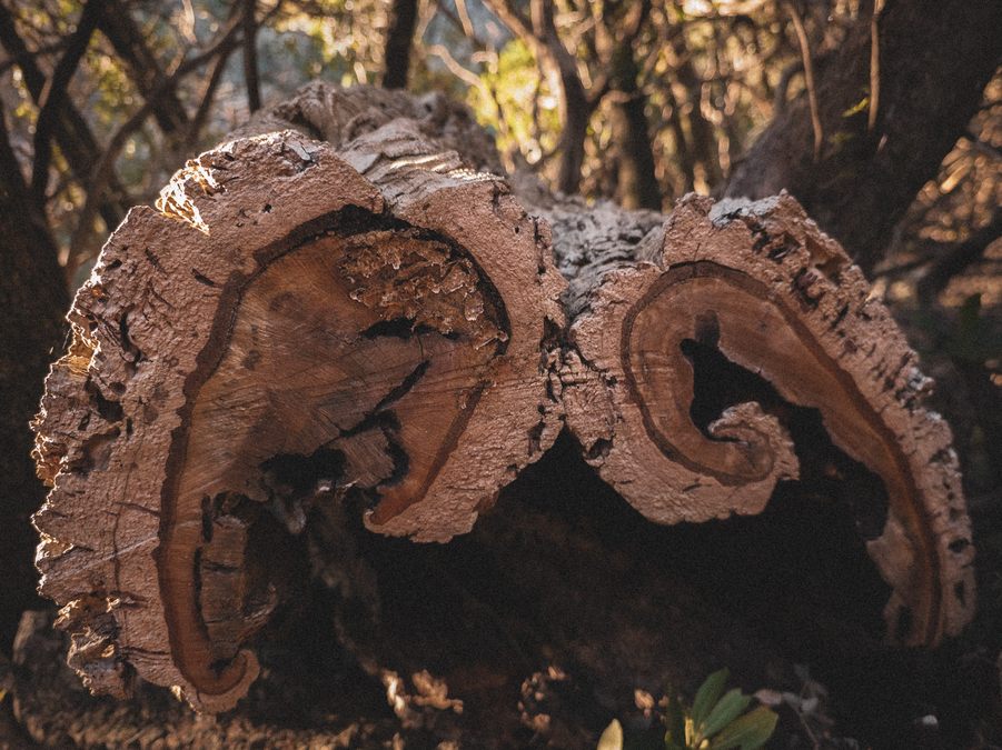 Collobrières, chartreuse de La Verne