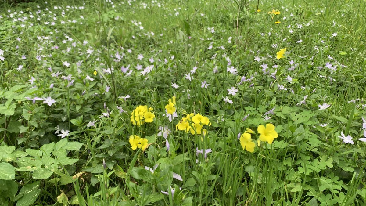 La Maunière -
					l'Almanarre - Notre Dame de la Consolation