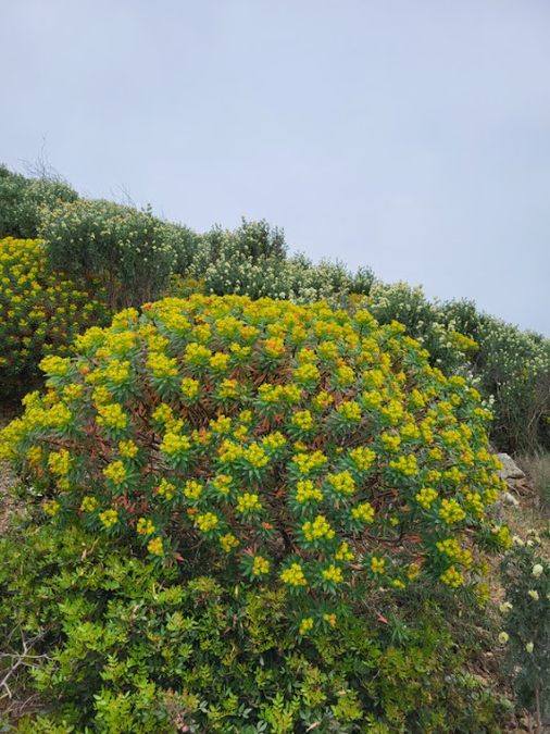 La Croix-Valmers, Cap Lardier et Cap Taillat